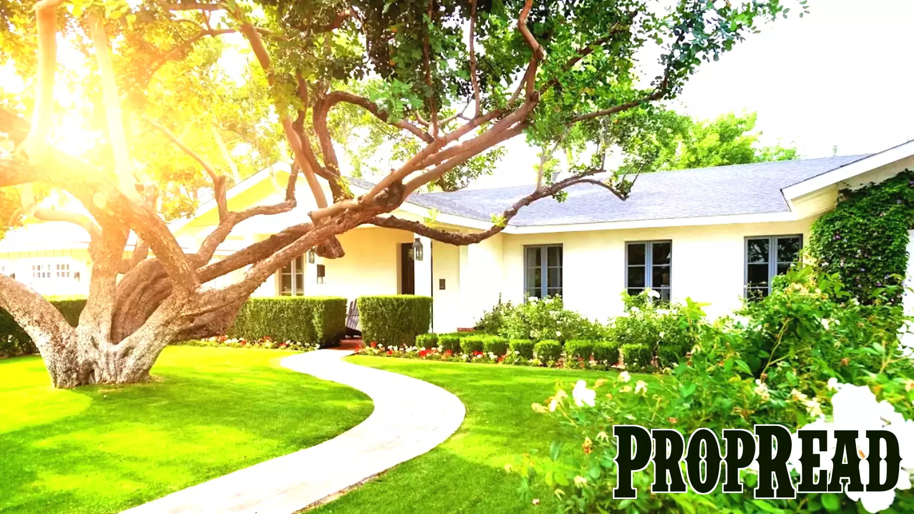 Real Estate Experts Reveal How Trees Can Affect Your Property Value