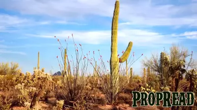 Tucson: A Desert Oasis for Food Lovers and Outdoor Enthusiasts